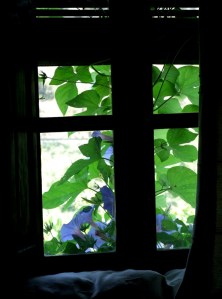 Morning-Glory Window