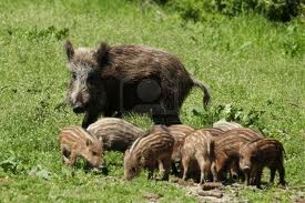 boar family Granada