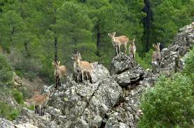 Spanish ibex Granada